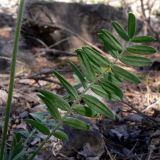 Oxytropis ivdelensis. Обратная сторона прикорневого листа. Свердловская обл., окр. г. Североуральск, правый берег канал Дублёр в районе известнякового карьера. 15.06.2011.