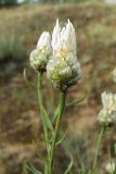 Centaurea protogerberi. Верхушка побега с соцветием. Ростовская обл., Усть-Донецкий р-н, окр. станицы Усть-Быстрянская. 05.07.2011.