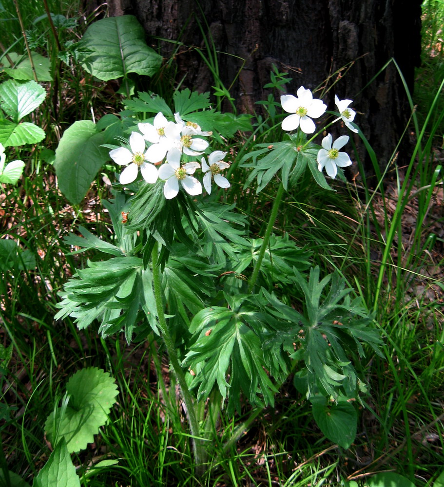 Изображение особи Anemonastrum crinitum.