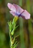 Linum pubescens