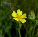 Potentilla pedata. Цветок. Украина, Донецкая обл., Артёмовский р-н, окр. с. Дроновка. 23.05.2012.