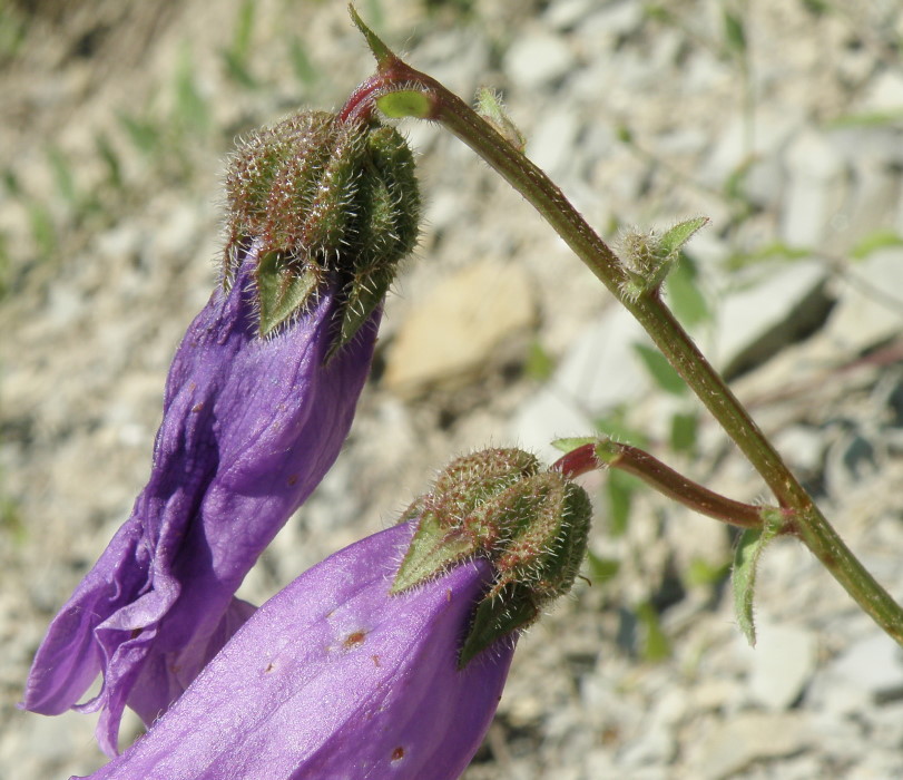 Изображение особи Campanula komarovii.