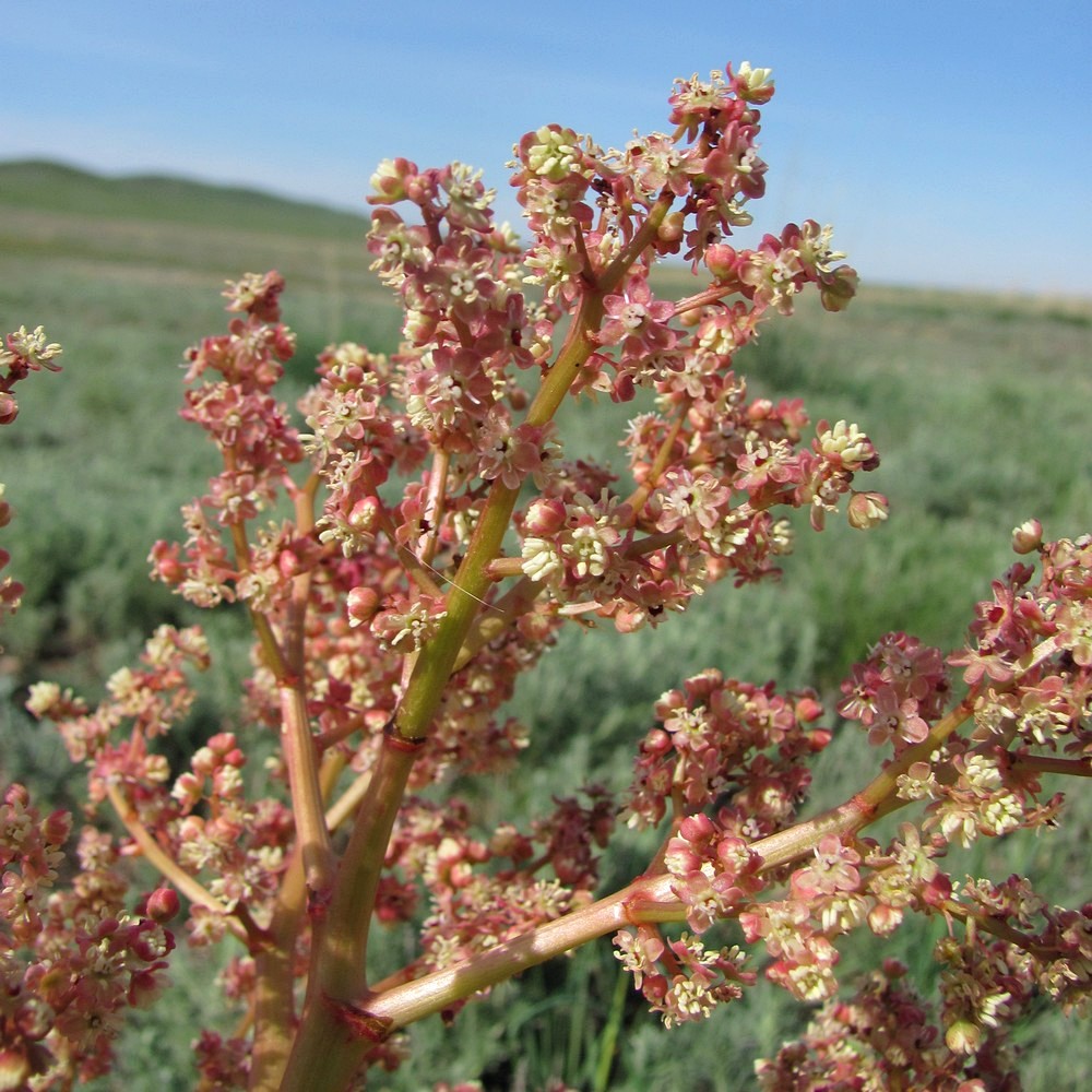 Изображение особи Rheum tataricum.