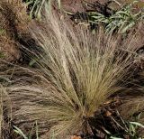 Stipa ucrainica