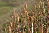 Equisetum arvense