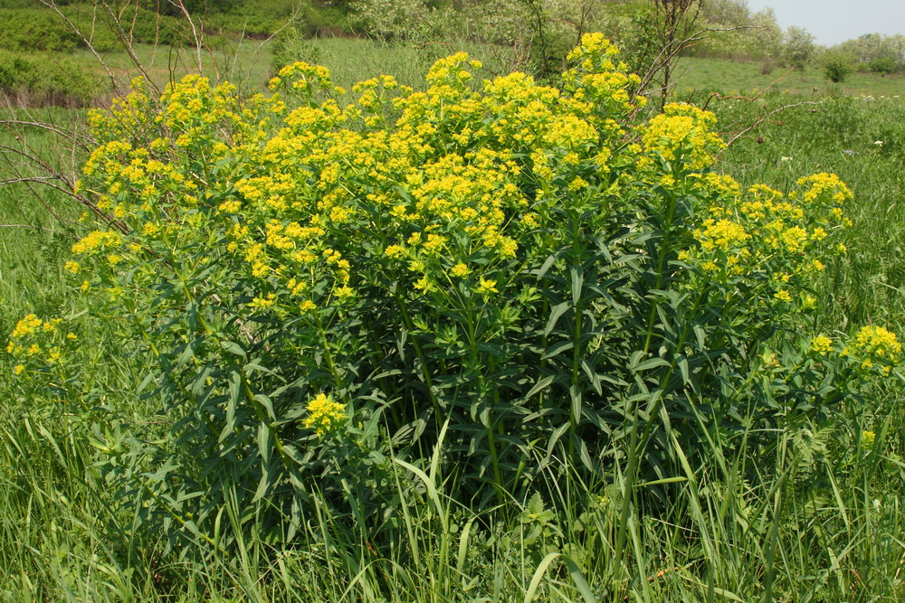 Молочай болотный (Euphorbia palustris)