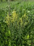 Verbascum marschallianum