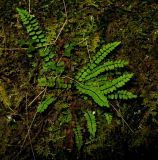 Asplenium подвид kulumyssiense