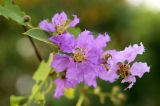 Lagerstroemia speciosa. Цветки. Таиланд, о. Пхукет. 06.01.2014.