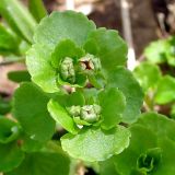 Chrysosplenium ramosum