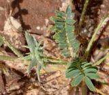 Onobrychis crista-galli