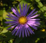 Aster maackii