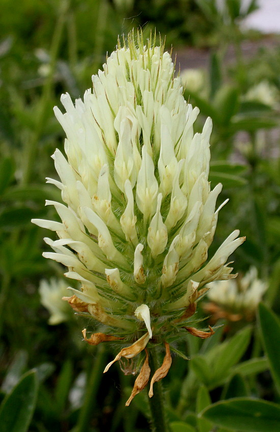 Image of Trifolium ochroleucon specimen.