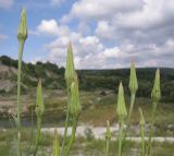 Tragopogon dubius подвид major. Верхушки побегов с соплодиями. Краснодарский край, Крымский р-н, окр. станицы Нижнебаканская, каменистая осыпь борта мелового карьера. 14.06.2014.