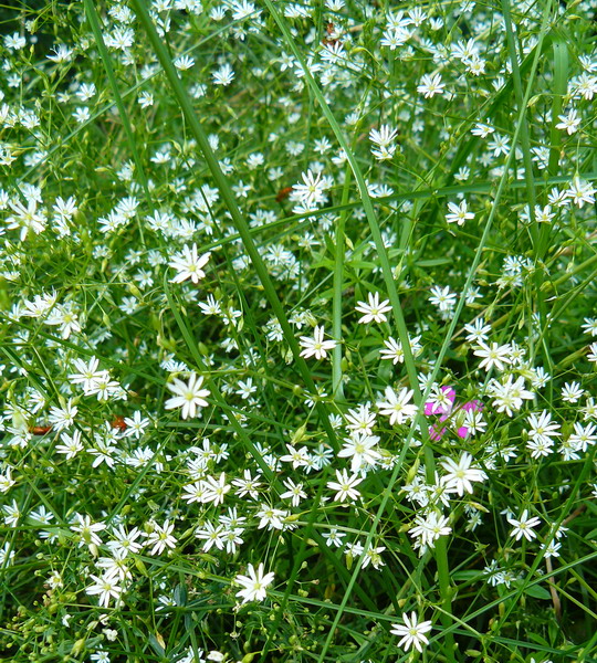 Image of Stellaria graminea specimen.