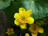 Caltha sibirica. Цветок.