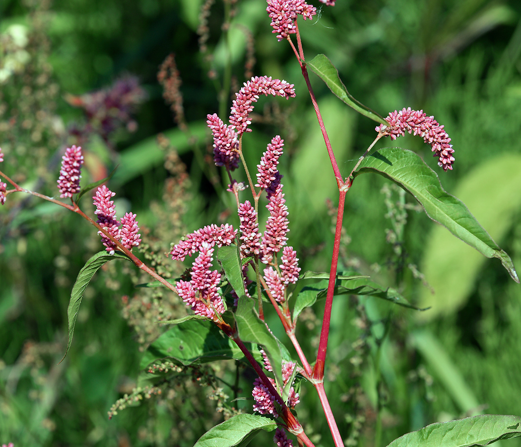 Изображение особи Persicaria lapathifolia.