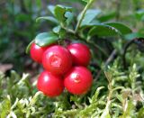 Vaccinium vitis-idaea