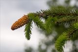 Picea obovata. Верхушка веточки с шишкой, поражённой ржавчинным грибом. Кольский п-ов, Кандалакшский берег Белого моря, приморский луг на песчаном пляже. 25.06.2015.