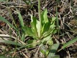 Primula farinosa