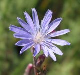 Lactuca tatarica