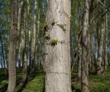 Populus × sibirica. Части стволов взрослых деревьев. Восточный Казахстан, Глубоковский р-н, с. Бобровка, Лесхоз, посадки. 04.05.2015.