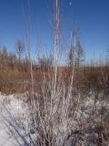 Salix rorida. Покоящееся растение. Республика Бурятия, Баунтовский эвенкийский р-н, окр. пос. Северный, у обочины просёлочной дороги. 22.02.2016.