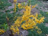 род Forsythia. Цветущее растение. Краснодарский край, г. Сочи, Лазаревский р-н, пос. Дагомыс, в культуре. 25.03.2016.