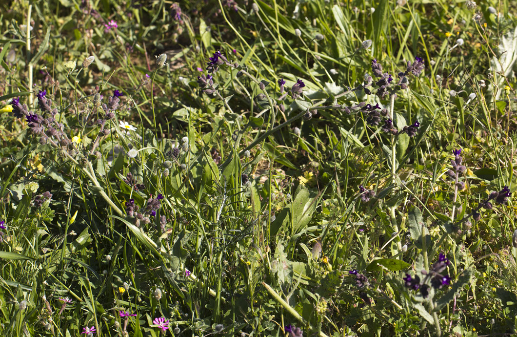 Изображение особи Anchusa hybrida.