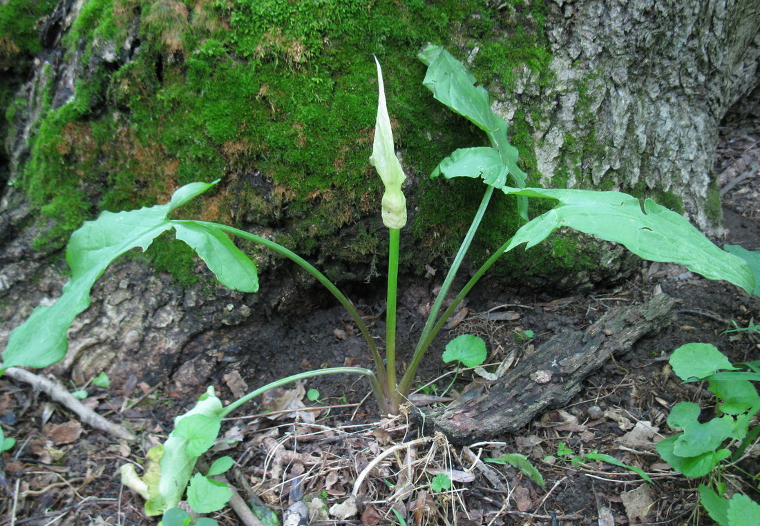 Изображение особи Arum besserianum.