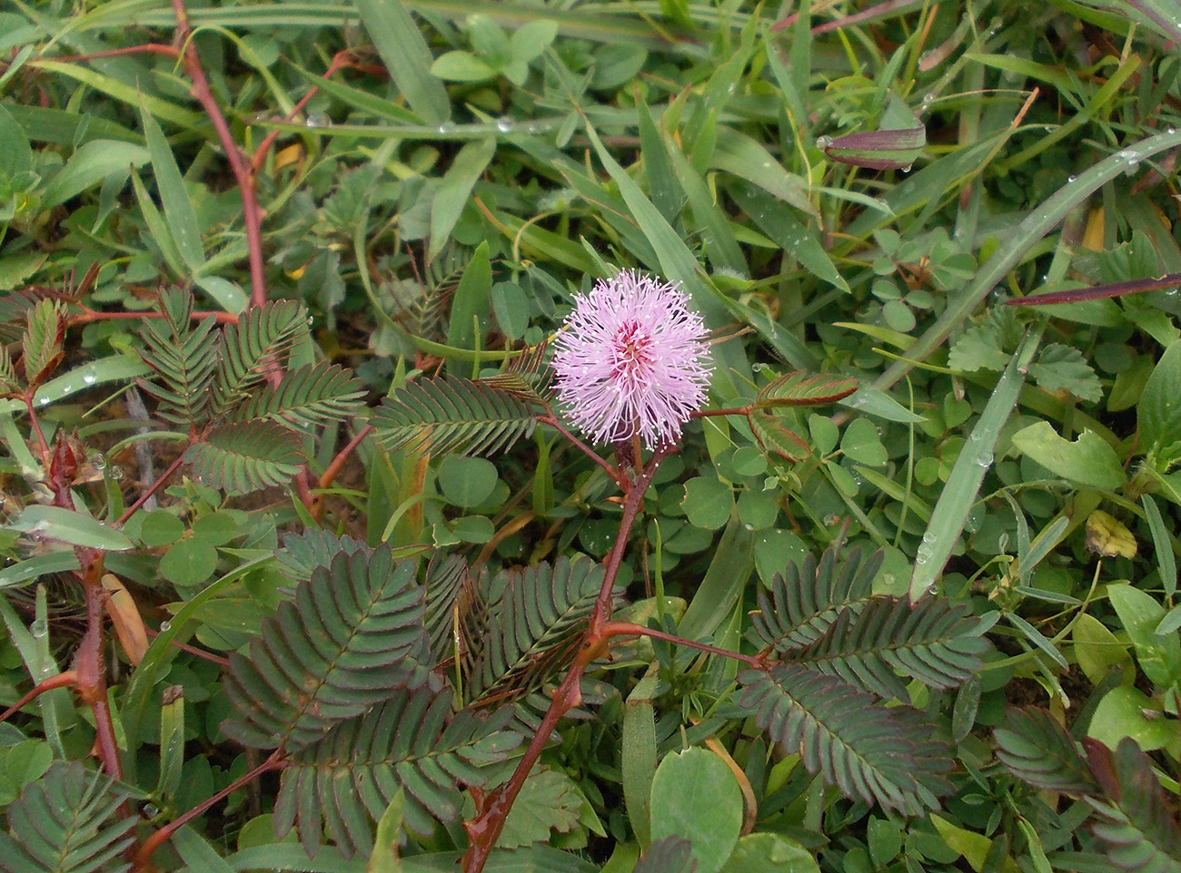 Изображение особи Mimosa pudica.