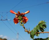 Campsis radicans