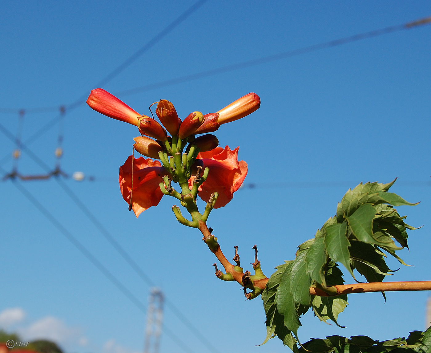 Изображение особи Campsis radicans.