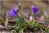 Viola hirta