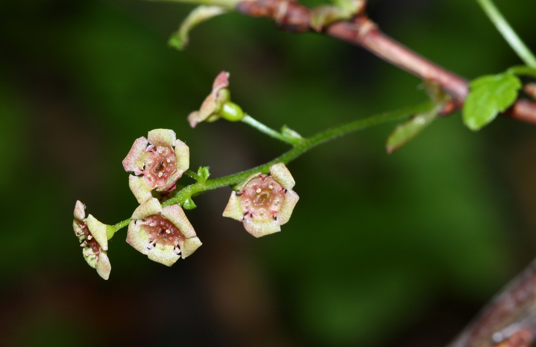 Image of Ribes triste specimen.