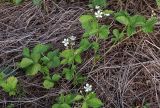 Rubus caesius