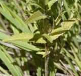 Rhinanthus rumelicus