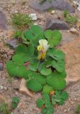 Oxalis luteola