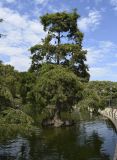 Taxodium distichum. Взрослое дерево в искусственном пруду. Испания, автономное сообщество Каталония, г. Барселона, парк Цитадели (Parc de la Ciutadella), в культуре. 29.08.2017.