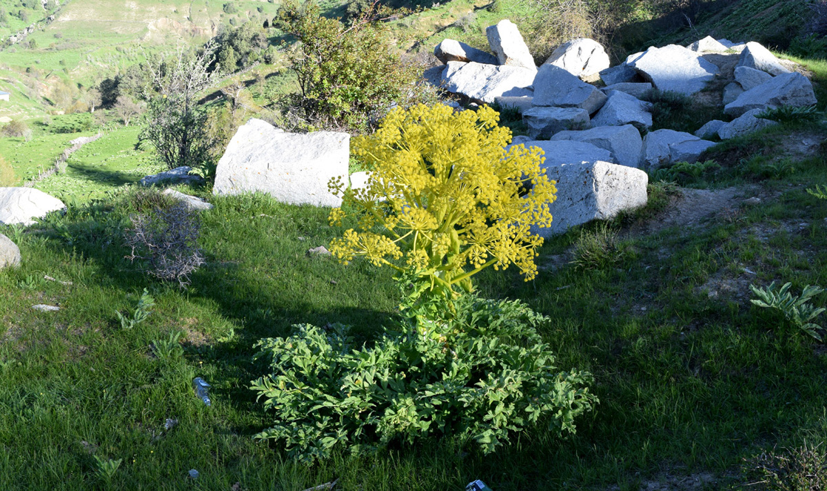 Изображение особи Ferula kuhistanica.