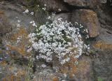 Gypsophila tenuifolia. Цветущее растение. Кабардино-Балкария, Эльбрусский р-н, южный склон Эльбруса, дорога к Терскольской обсерватории, на обнажении лавовых скал. 30.09.2009.