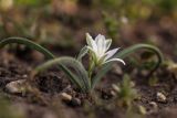 Ornithogalum fimbriatum. Цветущее растение. Крым, Керченский п-ов, Караларская степь. 14.04.2018.