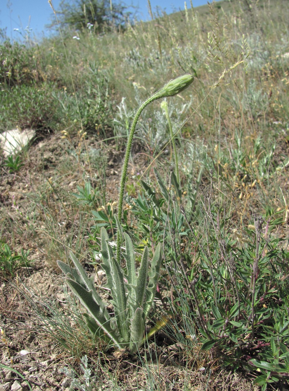 Image of Leontodon asperrimus specimen.