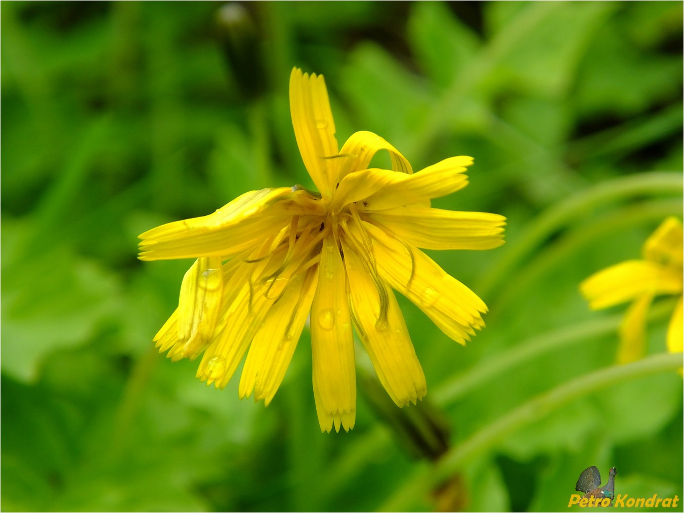 Изображение особи Aposeris foetida.