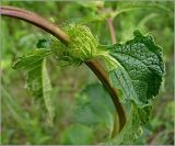 Phlomoides tuberosa. Часть побега с нераспустившимся соцветием. Чувашия, окр. г. Шумерля, Кумашкинский заказник, Соколова поляна. 1 июня 2010 г.