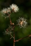 Crepis paludosa