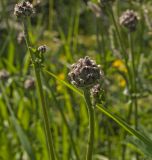 Centaurea scabiosa. Верхушка побега с бутонизирующим соцветием. Пермский край, Верещагинский р-н, окр. дер. Усть-Сепыч, долина р. Лысьва, луг. 7 июля 2018 г.