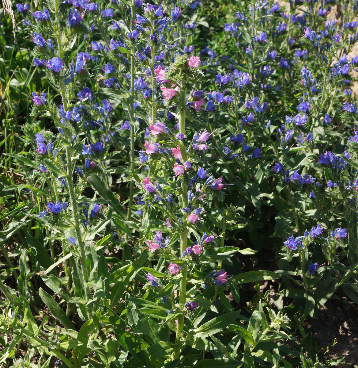 Изображение особи Echium vulgare.