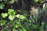 Valeriana tiliifolia