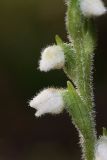 Goodyera repens